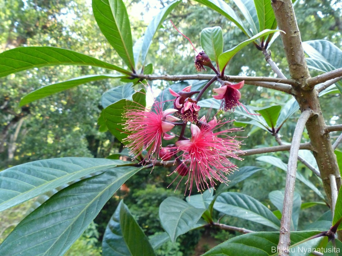 Barringtonia racemosa (L.) Spreng.
